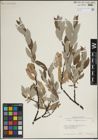 Foto von Salix lapponum L.